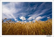 пшеница мягких сортов