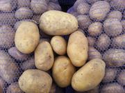Картофель (белый) оптом в Актау,  1100 тонн в наличии,  свежий урожай.
